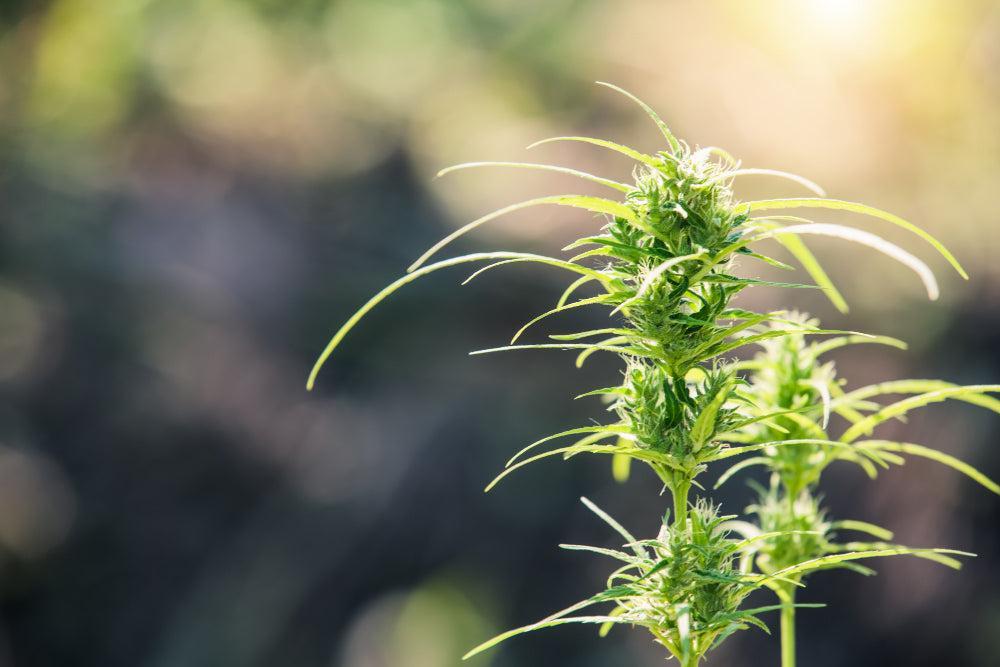 Delta-8 THC: Effecten, Legaliteit en Producten-Canapuff