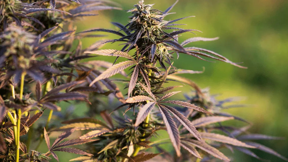THC-JD Effecten en Voordelen