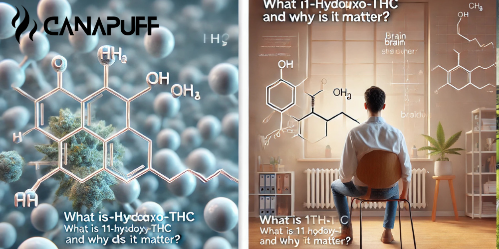 Canapuff-banner met de moleculaire structuur van 11-Hydroxy-THC, cannabisbloem en een geïllustreerde scène van een kijkend persoon