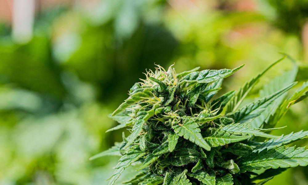 THC Edibles: Voordelen, Veiligheid en Top Gaming Strains-Canapuff