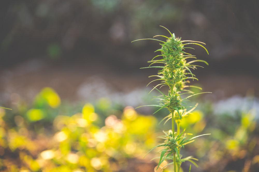 Cannabisplant