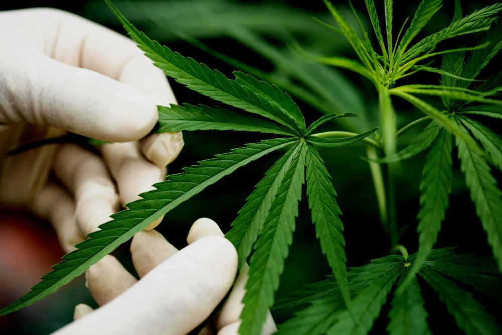 Cannabis Bladeren