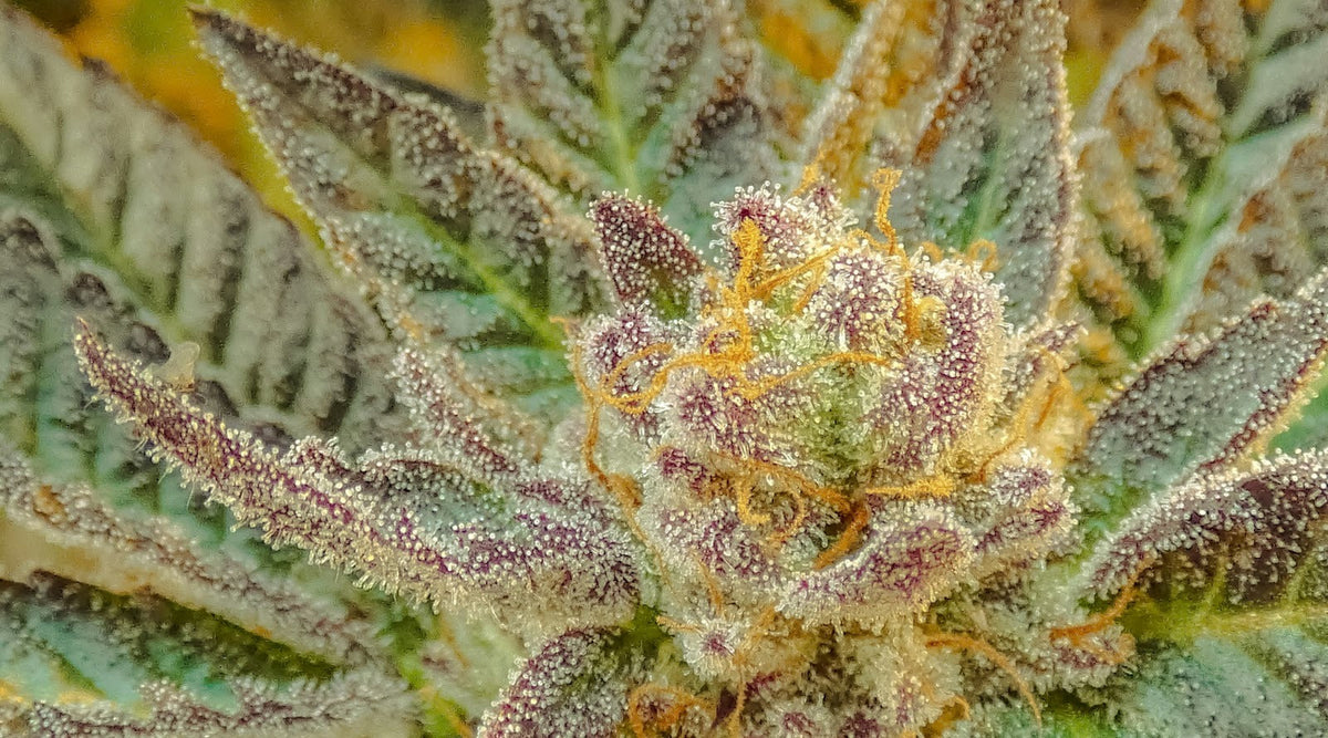 Close-up van cannabistoppen met kristallijne trichomen in tinten groen, paars en goud