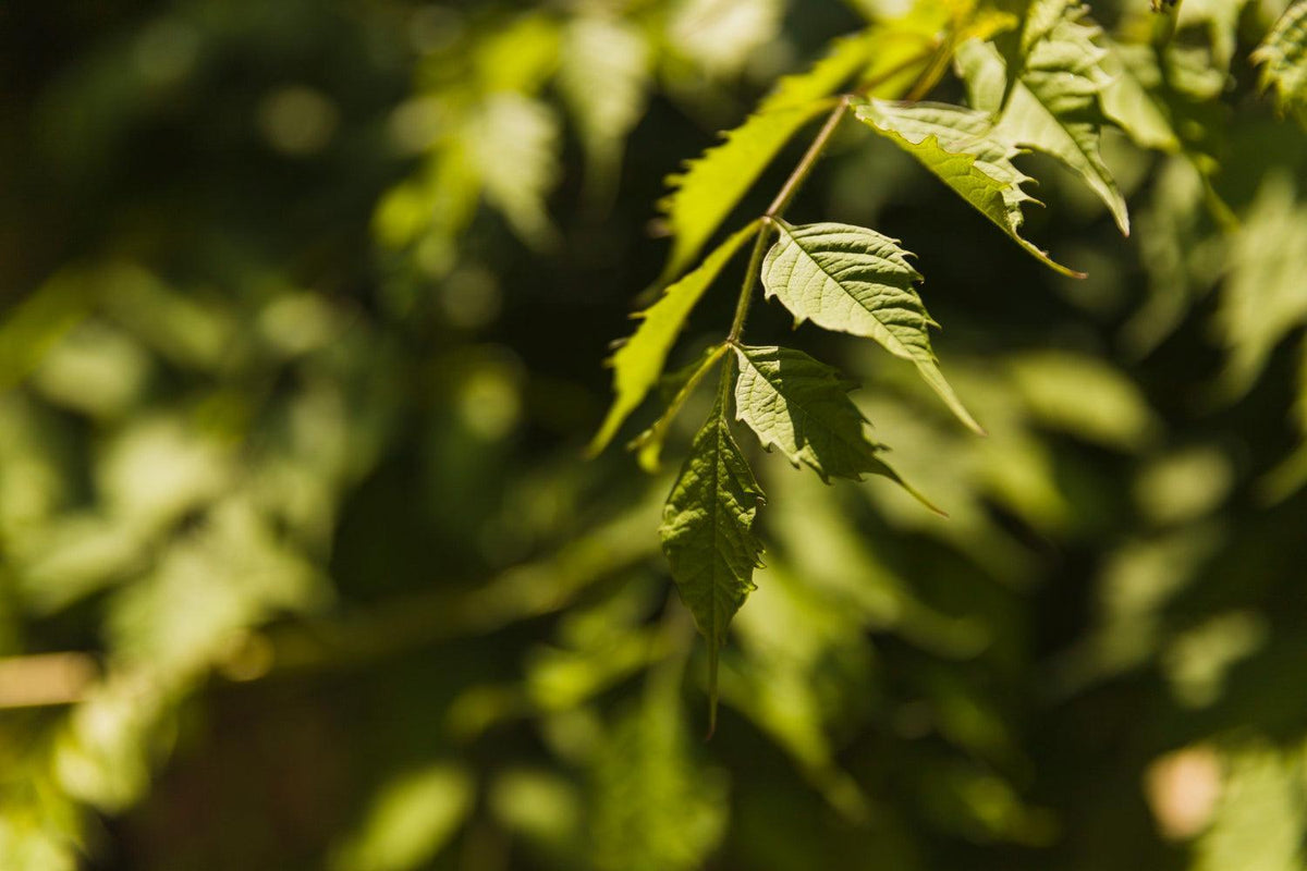 Cannabiszaden planten: essentiële stappen voor optimale groei-Canapuff