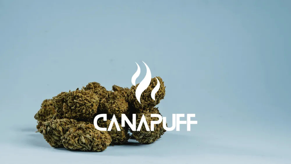het grootste cannabinoïdemerk van Europa