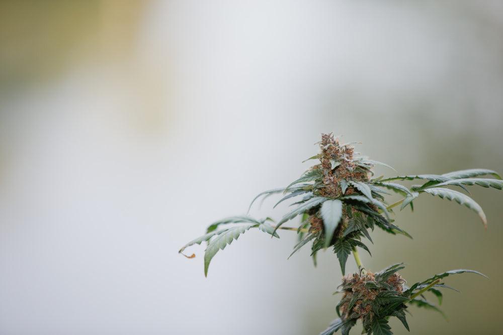 Cannabisplant