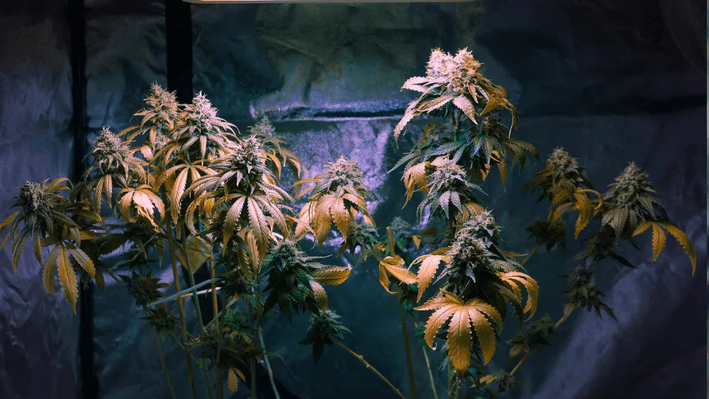 Wat is CBDP: een zeldzame cannabinoïde
