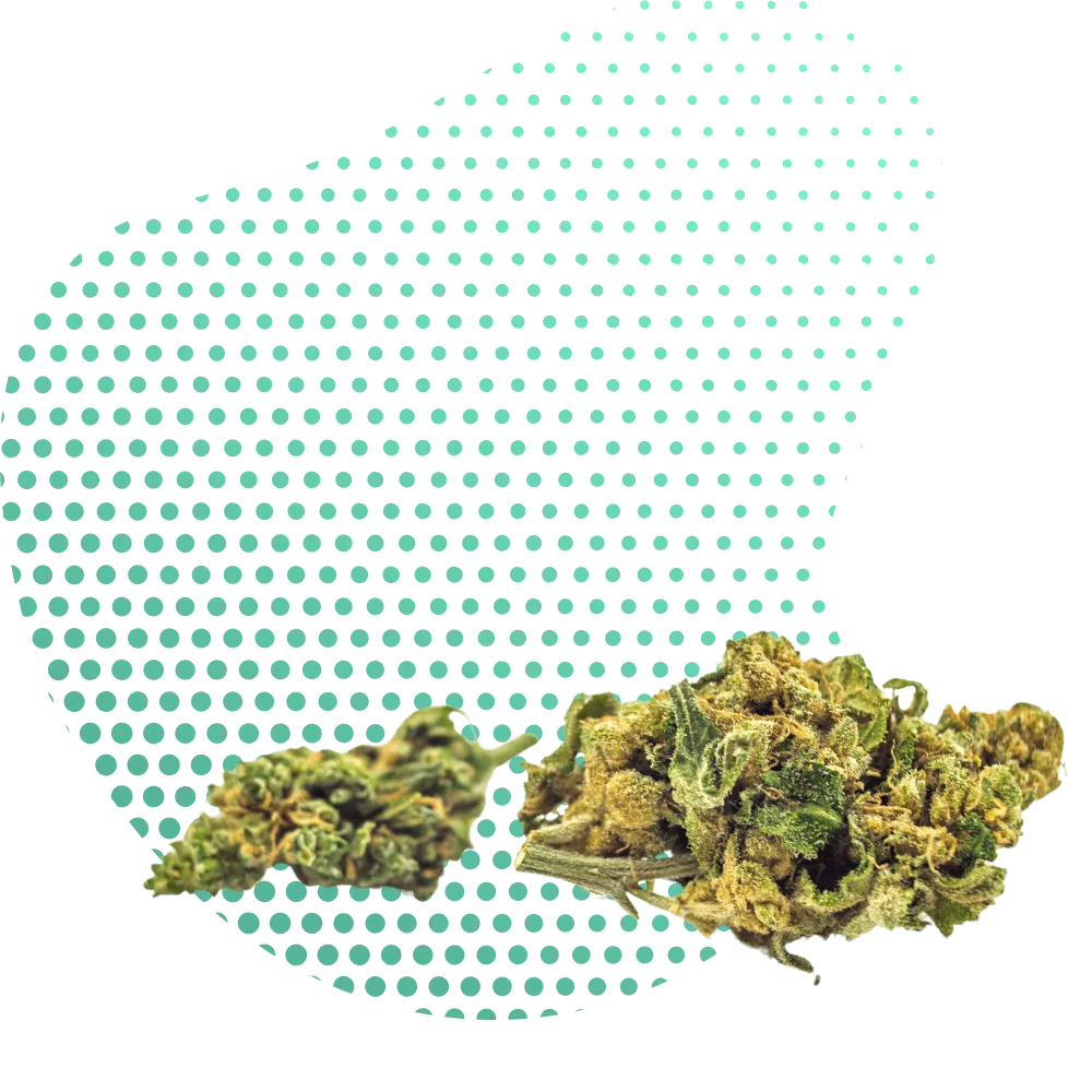 HHC-A Bloemen-Canapuff