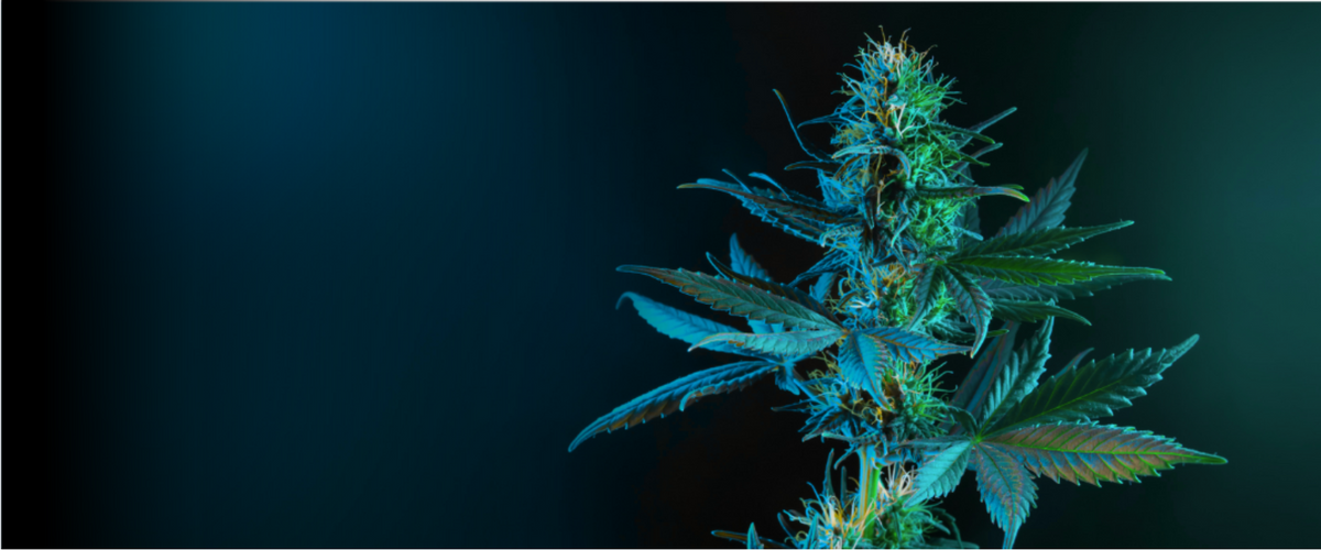 Cannabisplant met donkere achtergrond
