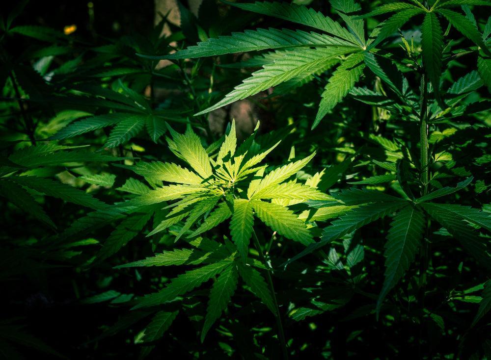 Optimale luchtvochtigheid voor het ontkiemen van Cannabis zaden-Canapuff