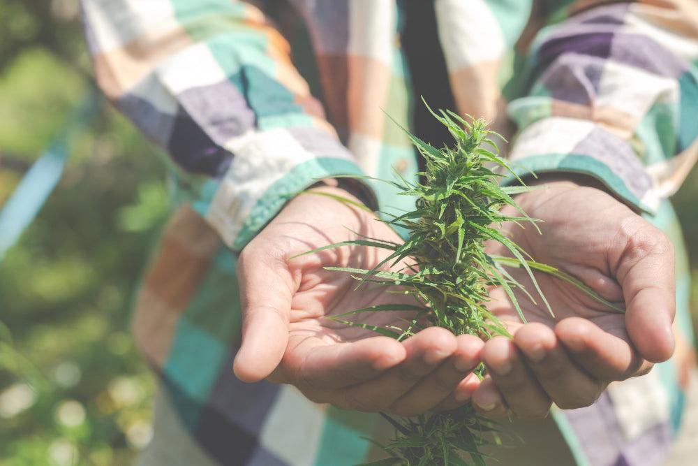 Ultieme Cannabis Productgids | Kies de Beste-Canapuff