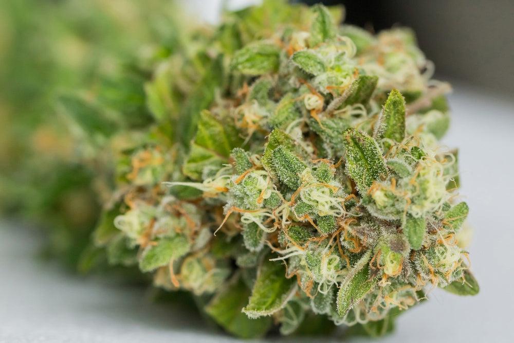 Ontdek 10-OH-HHC en 10-OH-HHCP: Nieuwe Cannabinoïden-Canapuff
