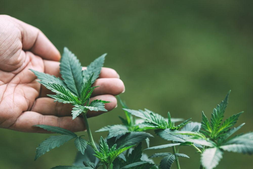 Ideale omstandigheden voor Cannabis zaden: Een overzicht-Canapuff