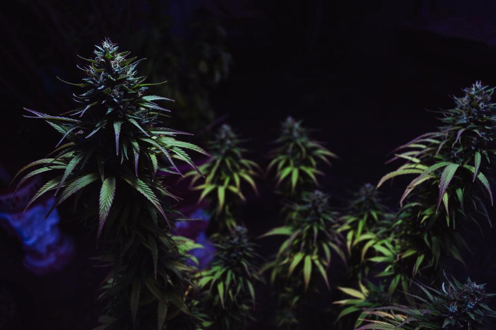 Beste tips voor het planten en bewaren van Cannabis zaden-Canapuff