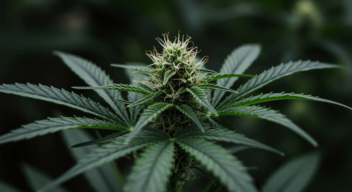 Cannabisolie onthuld: Een onderzoeker op reis door de samenstelling, toepassingen en meer