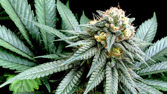 Cannabisplant met bloeiende top en gekartelde bladeren tegen een zwarte achtergrond