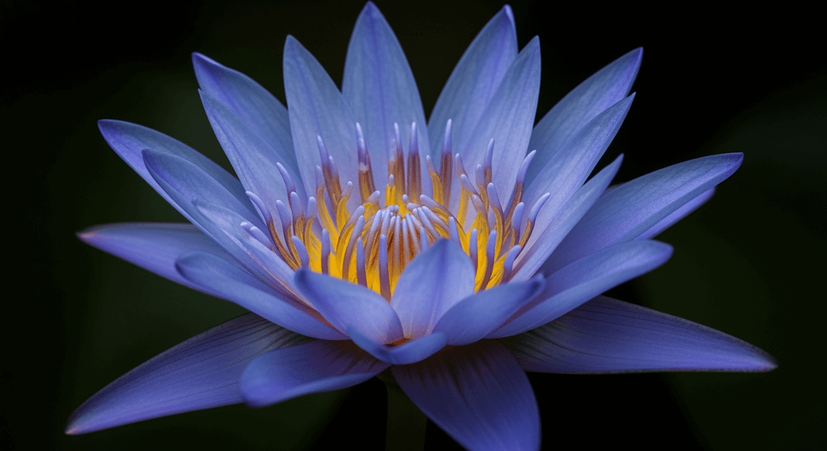 Blue Lotus Bloem Effecten: Hoe het werkt, hoe je het rookt & hoe het voelt
