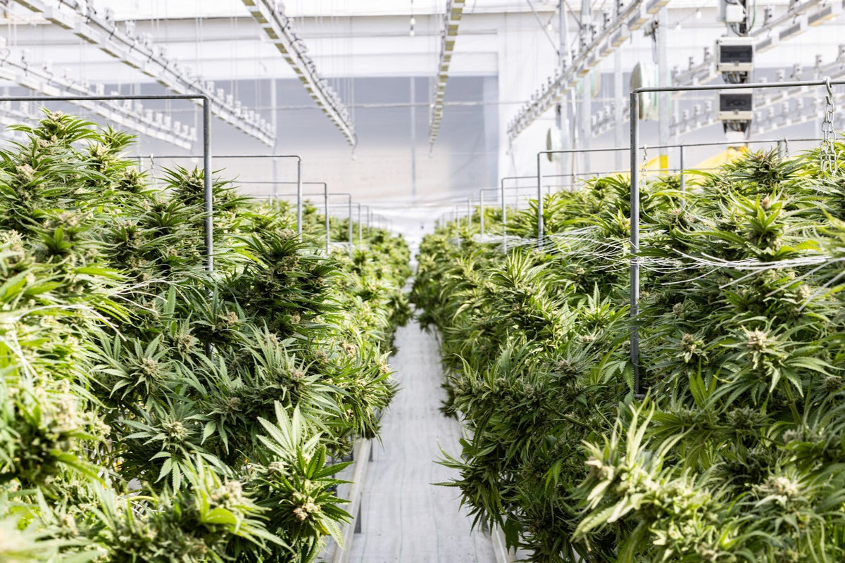 Binnenkweekfaciliteit met rijen bloeiende cannabisplanten onder industriële kweeklampen en klimaatbeheersingssystemen