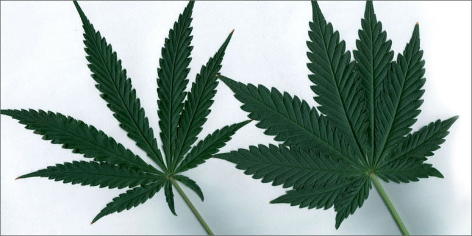 Twee cannabisbladeren die het verschil tussen indica- en sativavariëteiten laten zien