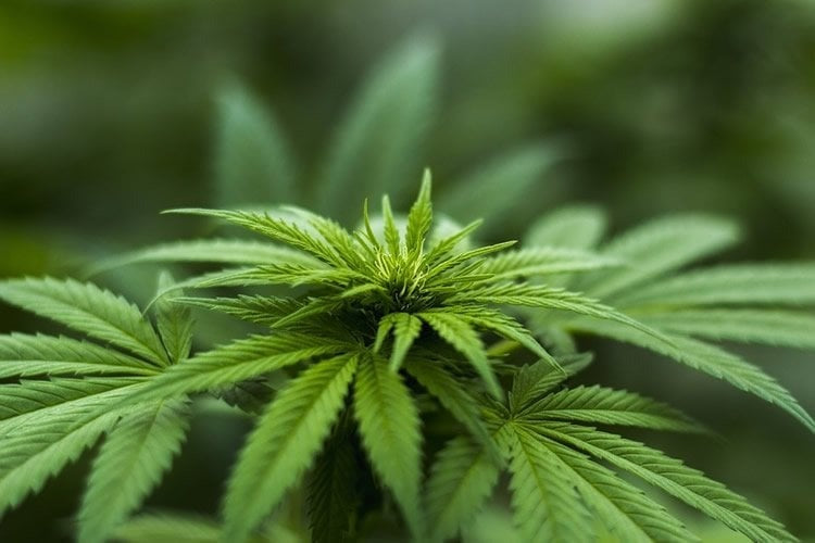 Close-up van groene cannabisbladeren met gedetailleerde gekartelde randen en natuurlijk gebladerte