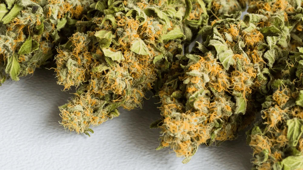 HHC PO de Toekomst van Cannabis Innovatie