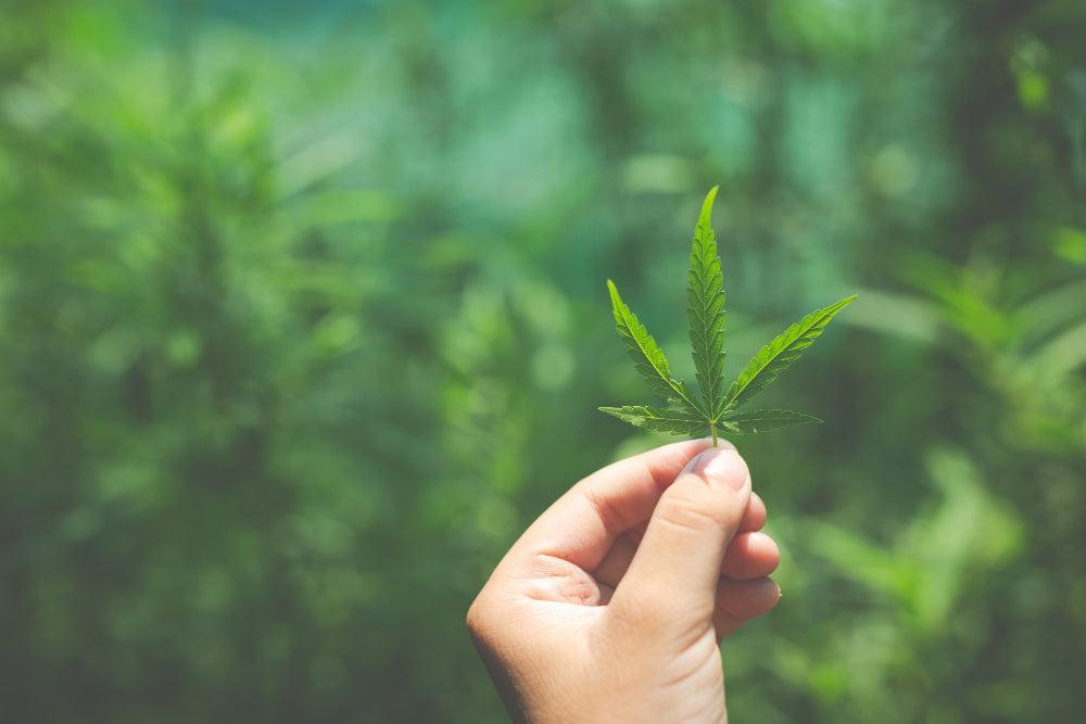 Hand houdt Cannabisblad