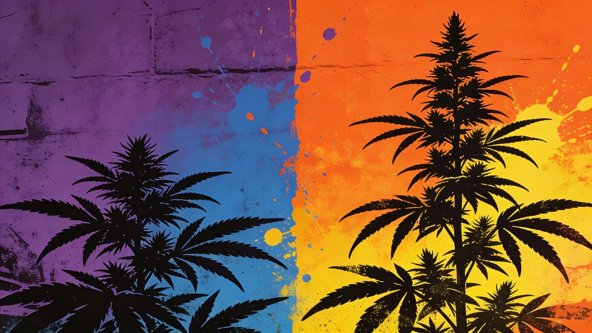 Indica vs sativa visuele vergelijking — silhouet van een korte, bossige indicaplant op een paarse achtergrond tegenover een hoge sativa op een oranje achtergrond in streetartstijl